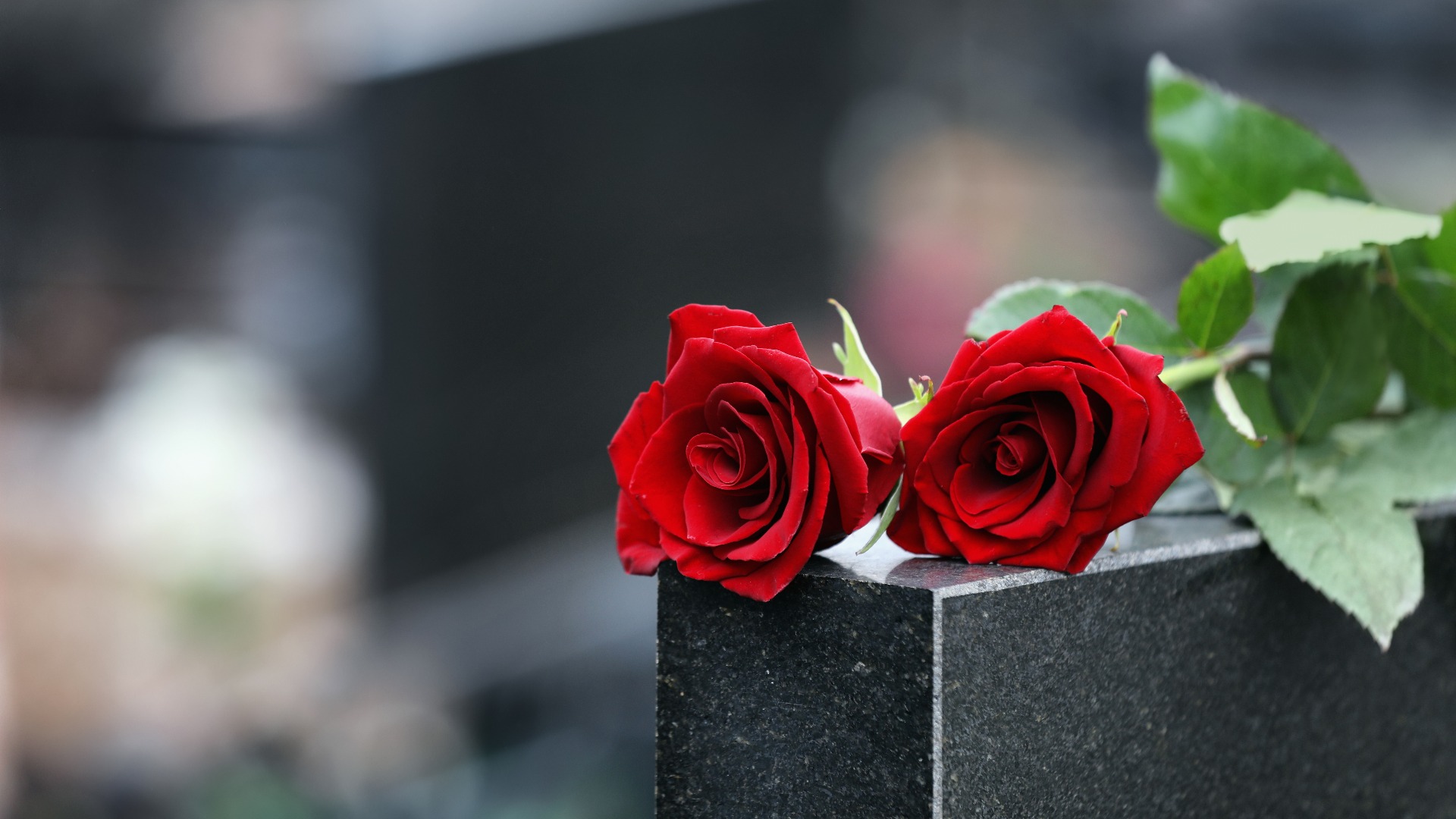 Red roses on black granite tombstone outdoors, space for text. Funeral ceremony